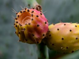 Natura